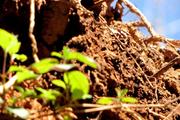 Обзор методов повышения плодородия почвы
